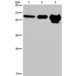 MMP20 Antibody from Signalway Antibody (37734) - Antibodies.com