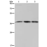 CAB39 Antibody from Signalway Antibody (37736) - Antibodies.com