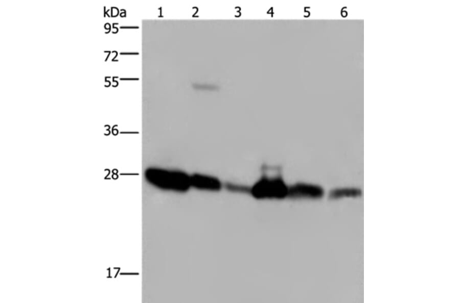 MOB1A Antibody from Signalway Antibody (37737) - Antibodies.com