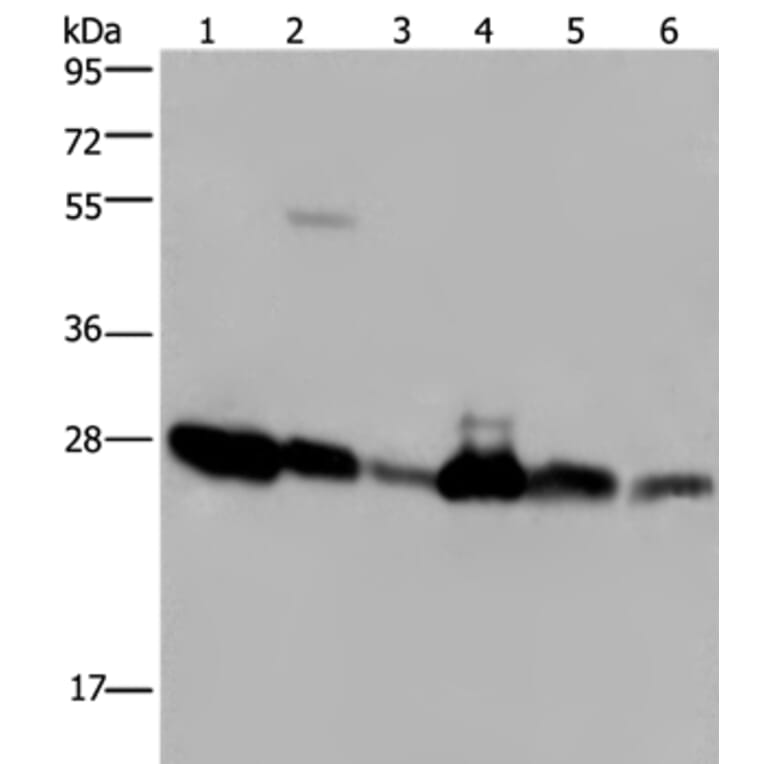 MOB1A Antibody from Signalway Antibody (37737) - Antibodies.com
