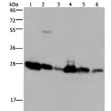 MOB1A Antibody from Signalway Antibody (37737) - Antibodies.com
