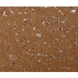Immunohistochemistry - MOB1A Antibody from Signalway Antibody (37737) - Antibodies.com