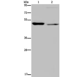 NUCB2 Antibody from Signalway Antibody (37758) - Antibodies.com