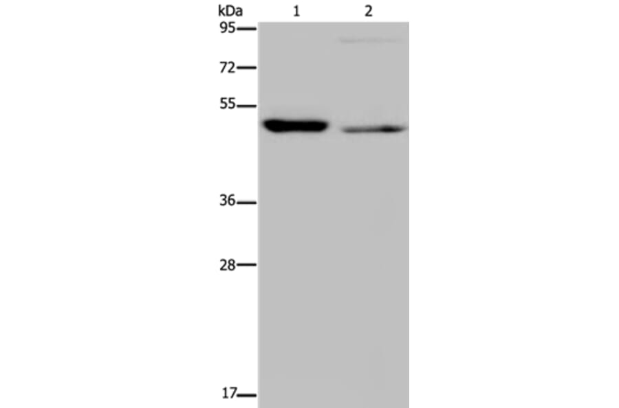 NUCB2 Antibody from Signalway Antibody (37758) - Antibodies.com