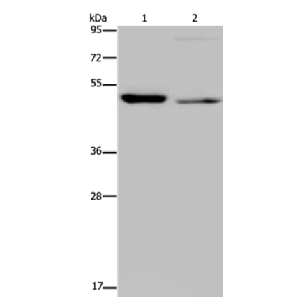 NUCB2 Antibody from Signalway Antibody (37758) - Antibodies.com