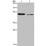 NUCB2 Antibody from Signalway Antibody (37758) - Antibodies.com