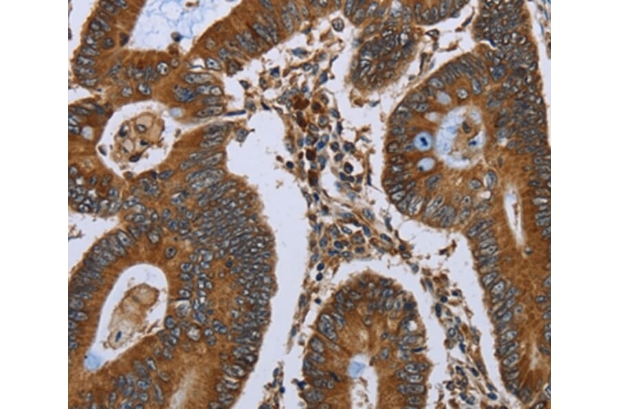 Immunohistochemistry - NUCB2 Antibody from Signalway Antibody (37758) - Antibodies.com