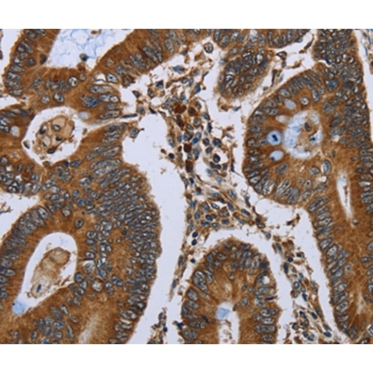 Immunohistochemistry - NUCB2 Antibody from Signalway Antibody (37758) - Antibodies.com