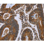 Immunohistochemistry - NUCB2 Antibody from Signalway Antibody (37758) - Antibodies.com