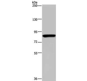 PARP8 Antibody from Signalway Antibody (37798) - Antibodies.com