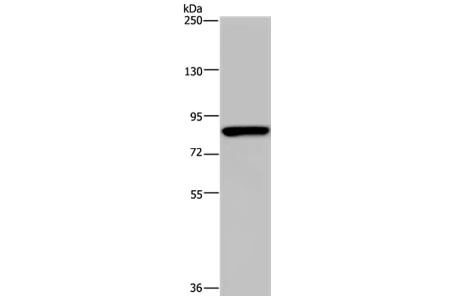 PARP8 Antibody from Signalway Antibody (37798) - Antibodies.com