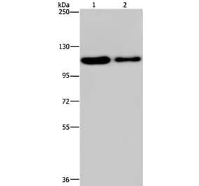 PDE4A Antibody from Signalway Antibody (37809) - Antibodies.com