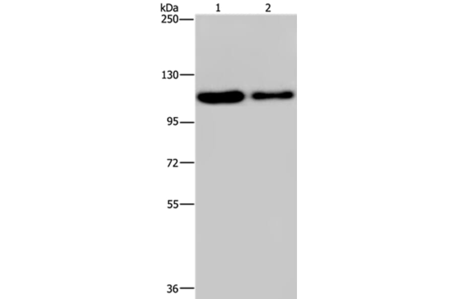 PDE4A Antibody from Signalway Antibody (37809) - Antibodies.com