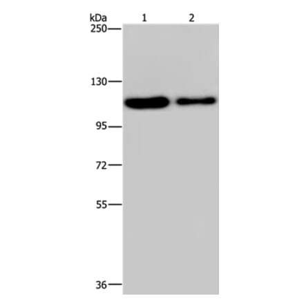 PDE4A Antibody from Signalway Antibody (37809) - Antibodies.com