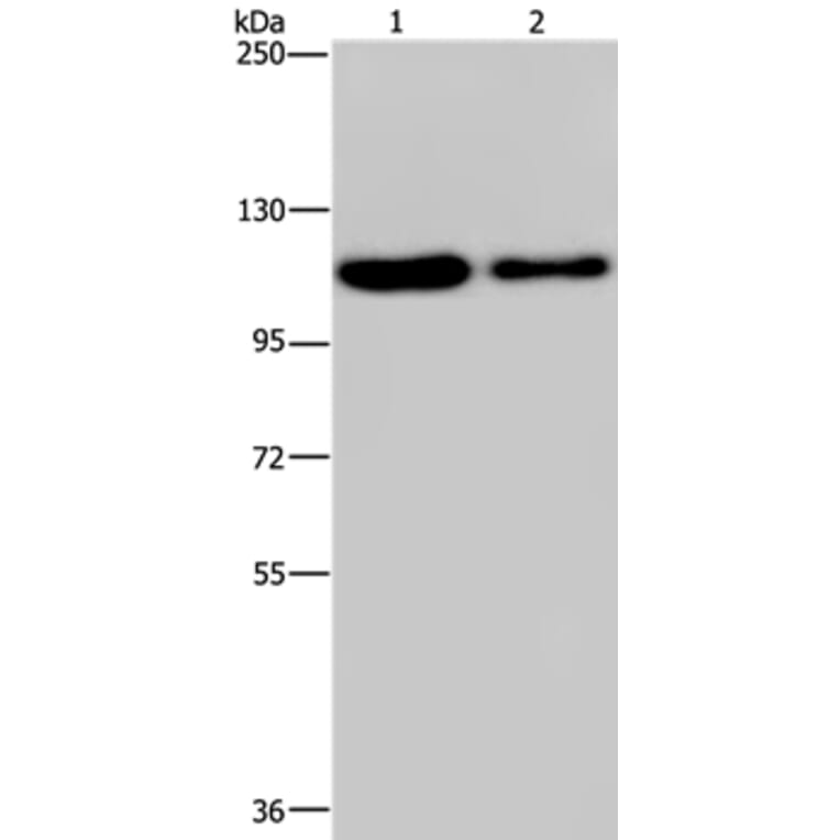 PDE4A Antibody from Signalway Antibody (37809) - Antibodies.com