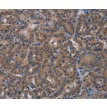 Immunohistochemistry - PDE4A Antibody from Signalway Antibody (37809) - Antibodies.com