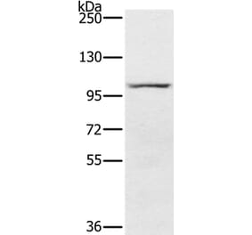 PDE5A Antibody from Signalway Antibody (37810) - Antibodies.com