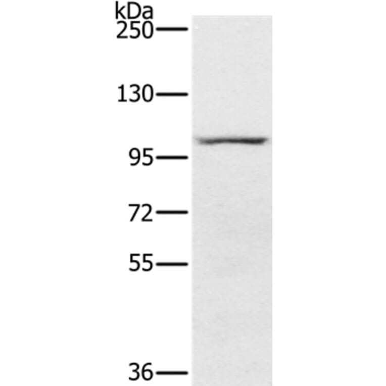 PDE5A Antibody from Signalway Antibody (37810) - Antibodies.com