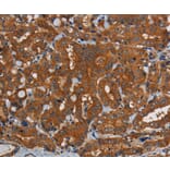 Immunohistochemistry - PDE5A Antibody from Signalway Antibody (37810) - Antibodies.com