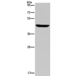 PDSS2 Antibody from Signalway Antibody (37812) - Antibodies.com