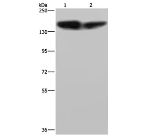 PLCB3 Antibody from Signalway Antibody (37830) - Antibodies.com