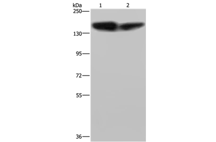 PLCB3 Antibody from Signalway Antibody (37830) - Antibodies.com