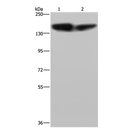 PLCB3 Antibody from Signalway Antibody (37830) - Antibodies.com