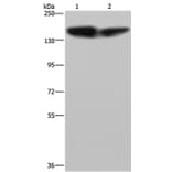 PLCB3 Antibody from Signalway Antibody (37830) - Antibodies.com