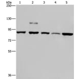 PNPT1 Antibody from Signalway Antibody (37838) - Antibodies.com