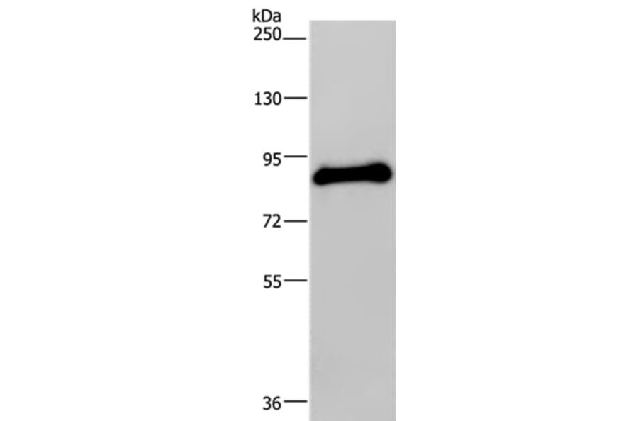 POMT1 Antibody from Signalway Antibody (37839) - Antibodies.com