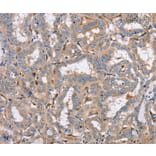 Immunohistochemistry - PPM1F Antibody from Signalway Antibody (37843) - Antibodies.com