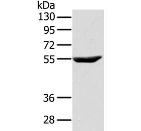 CYTH1 Antibody from Signalway Antibody (37847) - Antibodies.com