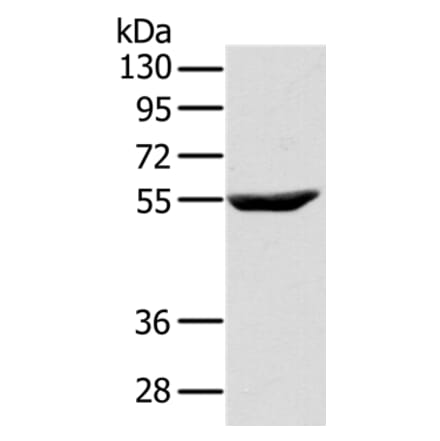CYTH1 Antibody from Signalway Antibody (37847) - Antibodies.com