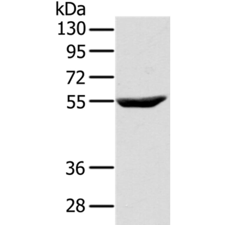 CYTH1 Antibody from Signalway Antibody (37847) - Antibodies.com