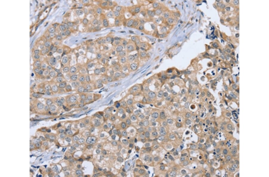 Immunohistochemistry - CYTH1 Antibody from Signalway Antibody (37847) - Antibodies.com