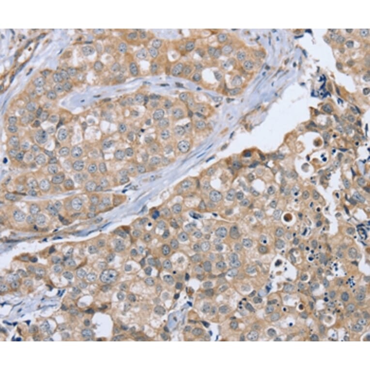 Immunohistochemistry - CYTH1 Antibody from Signalway Antibody (37847) - Antibodies.com