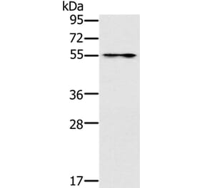 PUS10 Antibody from Signalway Antibody (37852) - Antibodies.com