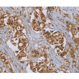 Immunohistochemistry - PUS10 Antibody from Signalway Antibody (37852) - Antibodies.com