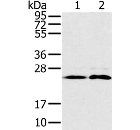 RAB14 Antibody from Signalway Antibody (37854) - Antibodies.com