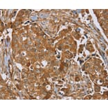 Immunohistochemistry - RAB14 Antibody from Signalway Antibody (37854) - Antibodies.com