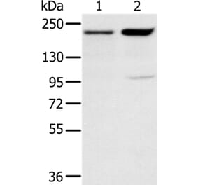 KDM5A Antibody from Signalway Antibody (37863) - Antibodies.com
