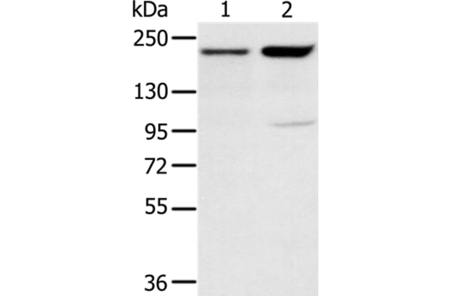 KDM5A Antibody from Signalway Antibody (37863) - Antibodies.com