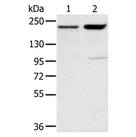 KDM5A Antibody from Signalway Antibody (37863) - Antibodies.com