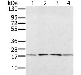 PRAF2 Antibody from Signalway Antibody (37884) - Antibodies.com