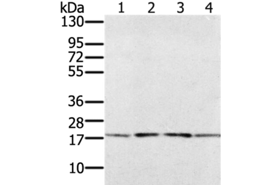 PRAF2 Antibody from Signalway Antibody (37884) - Antibodies.com