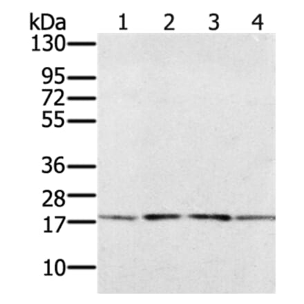 PRAF2 Antibody from Signalway Antibody (37884) - Antibodies.com