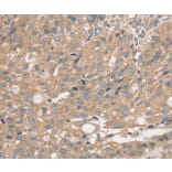 Immunohistochemistry - PRAF2 Antibody from Signalway Antibody (37884) - Antibodies.com