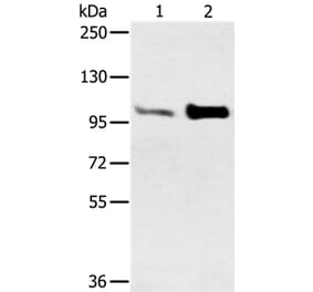 ACTN2 Antibody from Signalway Antibody (37893) - Antibodies.com