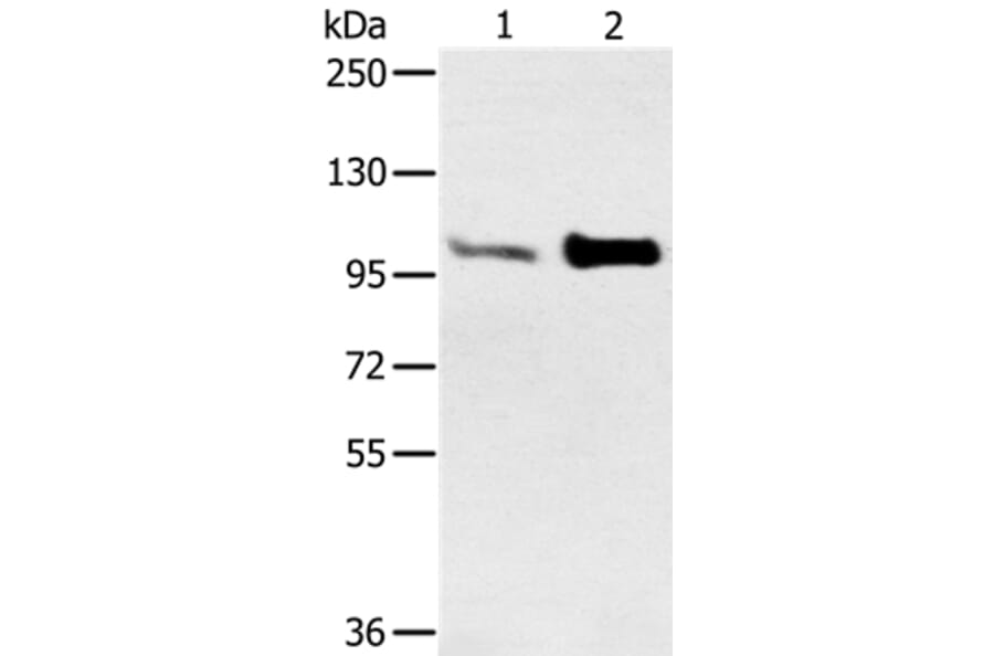 ACTN2 Antibody from Signalway Antibody (37893) - Antibodies.com