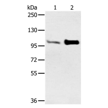 ACTN2 Antibody from Signalway Antibody (37893) - Antibodies.com